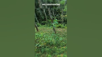 WILD BOAR HUNTING #SHORTS