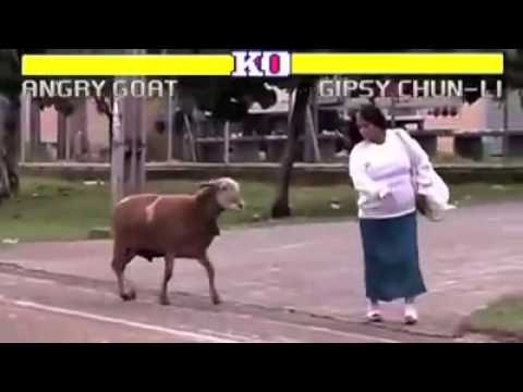 funny-animal-angry-goat-vs-human-2015