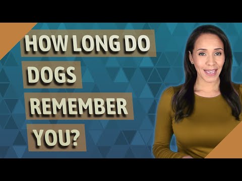 वीडियो: क्या कुत्ते अपने पिछले मालिकों को याद करते हैं?