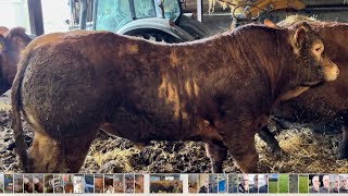 Weighing bulls again, collecting new bull