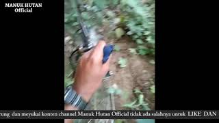KOMPILASI VIDEO JERAT PIKAT BURUNG TLEDEKAN BAKAU