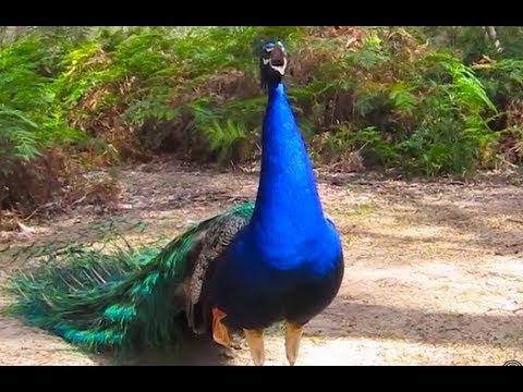 Peacock Honk