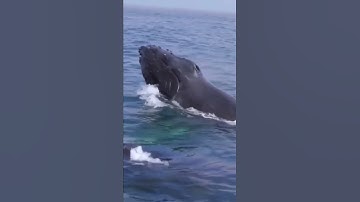 Look What a big shark Weighing 200 tons The scene is very rare