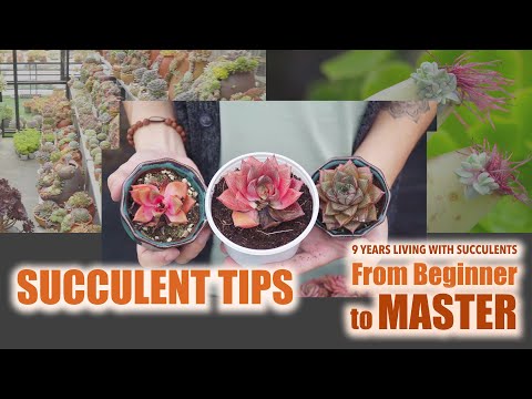 All Succulent Tips - From Beginner to Master | 9 Years Living with Succulents