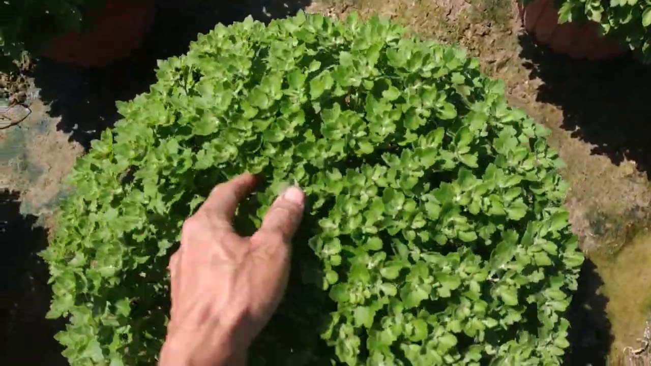 hoa cúc mâm xôi và cách khắc phục hoa nở sớm