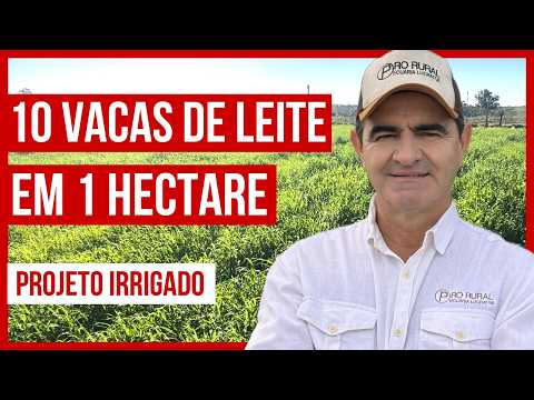 10 VACAS DE LEITE EM 1 HECTARE - PROJETO ROTACIONADO ADUBADO E IRRIGADO #parte4