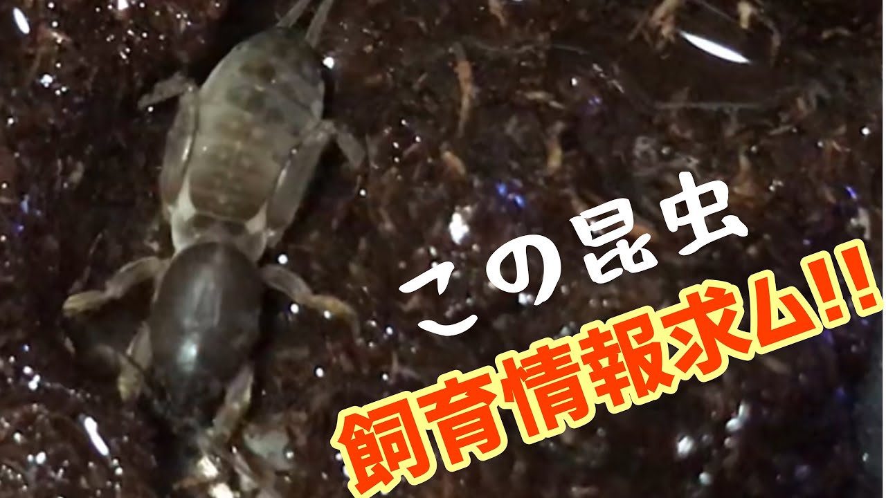 水陸両用 地味だけどなんでも出来る虫 ケラの飼育に挑戦 Youtube