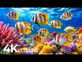 DREAM AQUARIUM 4K рџђі Marvel At Sea Animal In The Best Aquarium рџђџFish Tank Sounds For Sleep Study 31 DREAM AQUARIUM 4K рџђі Marvel At Sea Animal In The Best Aquarium рџђџFish Tank Sounds For Sleep Study 31
