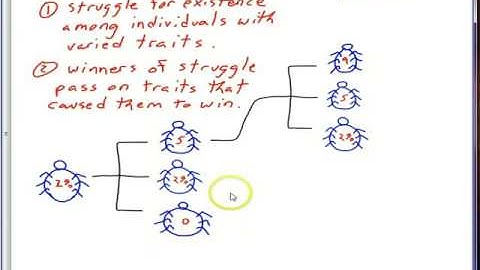Stick insect evolution by natural selection part 1