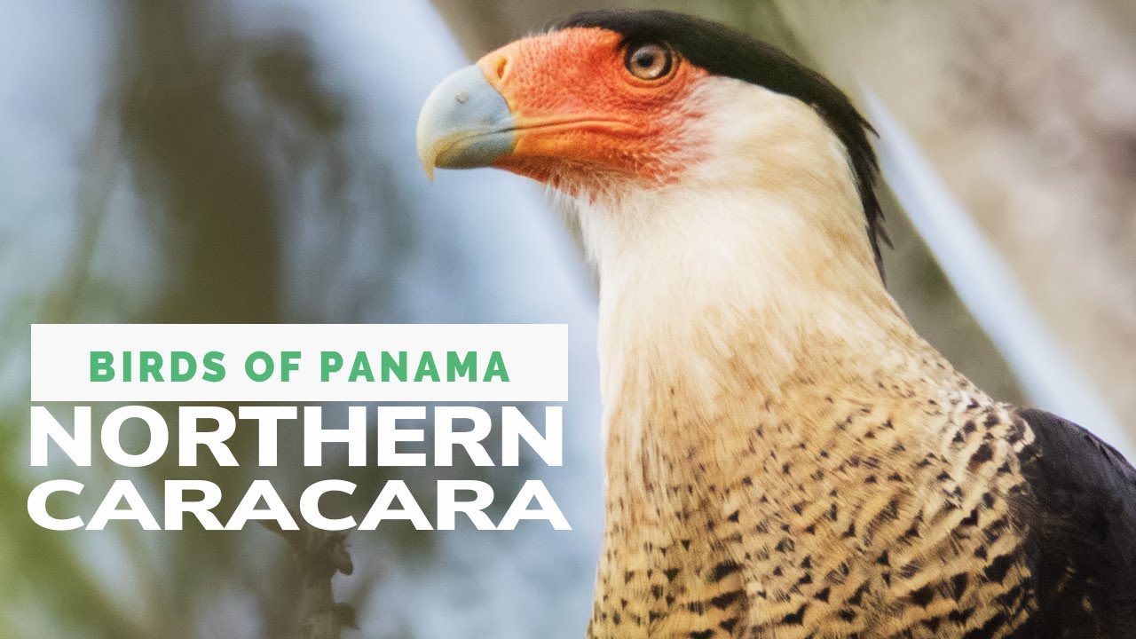 Northern Caracara 