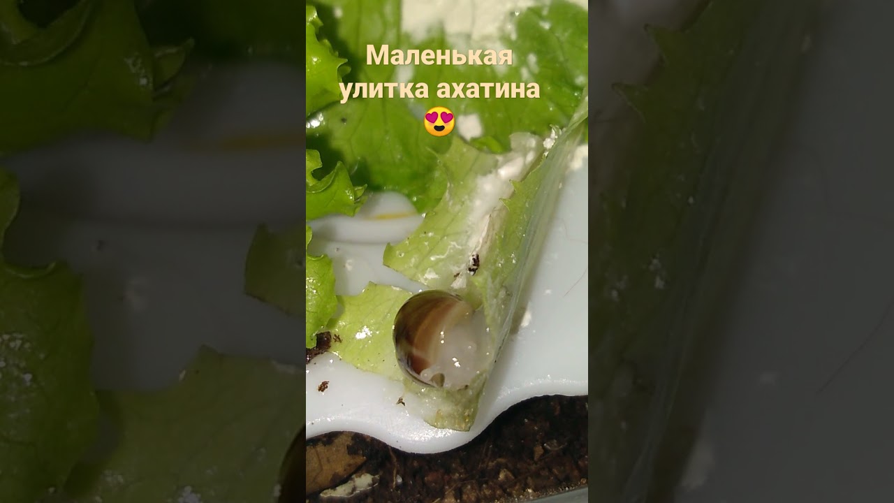 Маленькая улитка ахатина ретикулята альбино😍🌿🐌 - YouTube