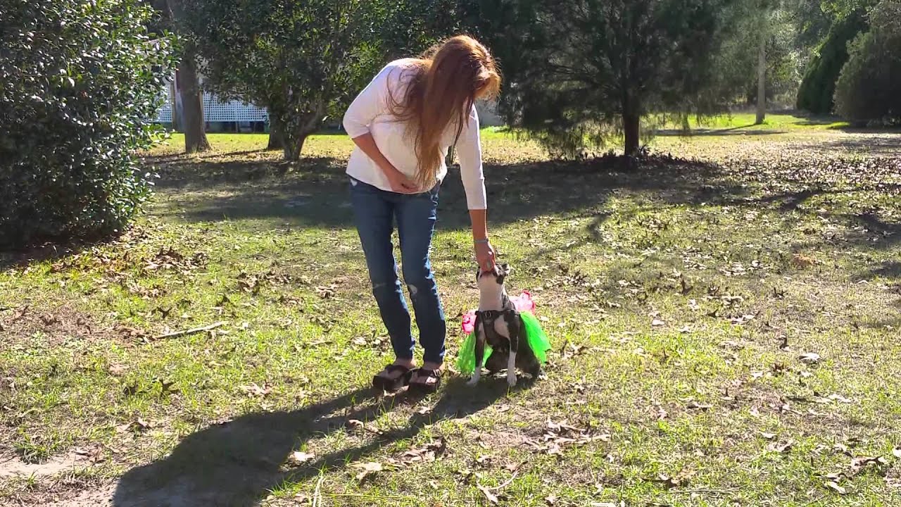 deaf-dog-learns-hand-signals-youtube