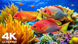 DREAM AQUARIUM 4K - Marine Life, Sea Animals and Coral Reef Fish Tank Sounds for Deep Sleep