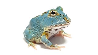 極美最新カラーのクランウェルツノガエルをお迎えしました。The latest color Cranwell frog【Pacman Frog】