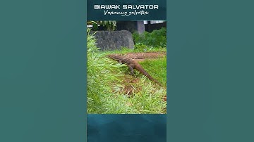 Apakah Biawak mengejar manusia? #shorts #short #biawak #bayawak #shortsvideo