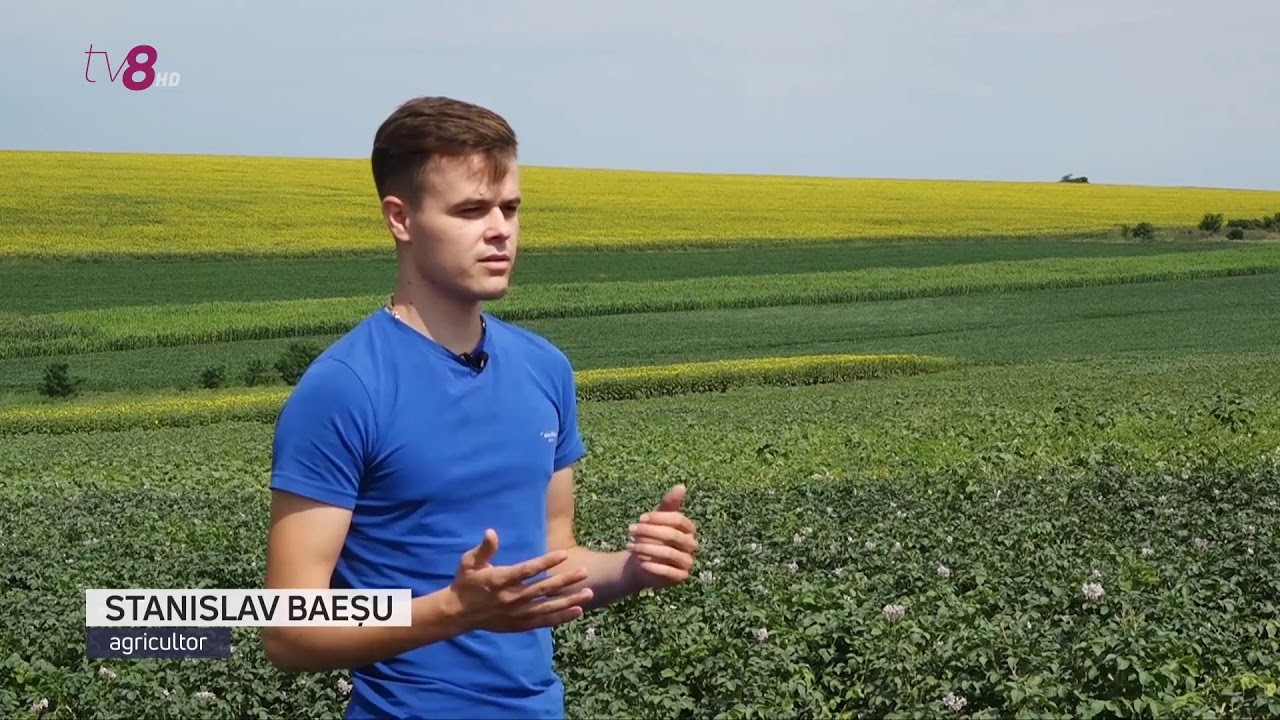 Patria cartofului va înregista pierderi în acest an. Briceni a fost puternic afectat de secetă