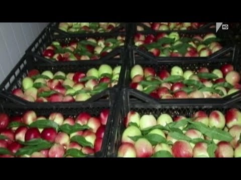 ატმისა და ვაშლატამას ექსპორტი