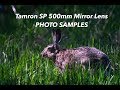 Tamron SP 500mm F8 Mirror Lens (55BB): Photo Samples