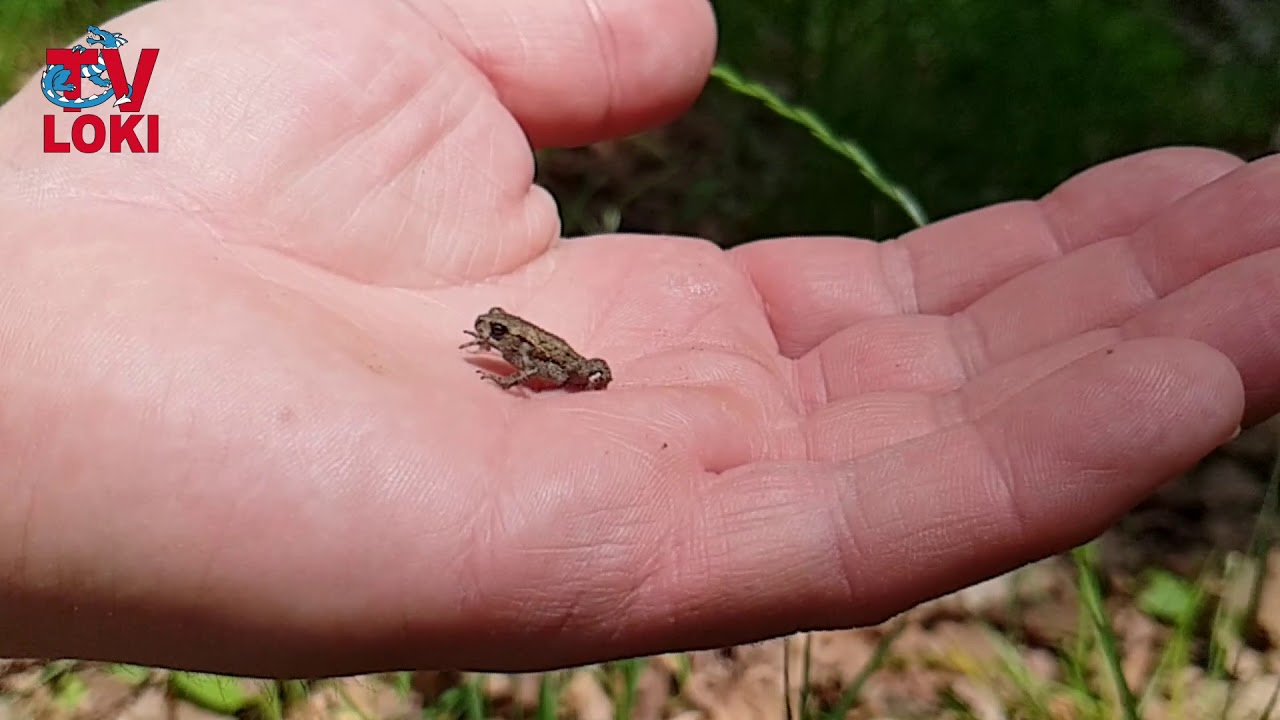 Mini frog 