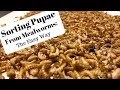 Sorting Pupae from Mealworms: The Easy Way