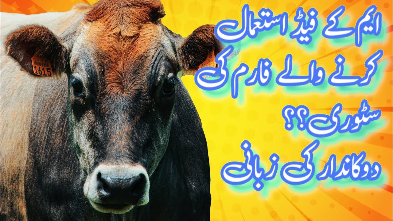 Best Feed For Milk | Dairy Feed Formulation | Sasta Wanda | Commercial Feed