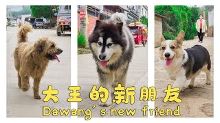 清晨散步的大王和来福遇到了新朋友 | Dawang and Laifu who took a walk in the morning met new friend