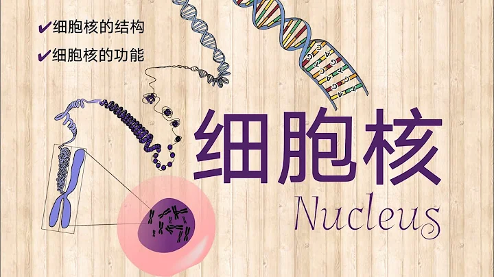 細胞核 Nucleus | 一個決定了我們是誰的神秘基地 | DNA、基因、染色體之間有什麼關係 - 天天要聞