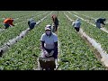 Revealed: What It's Like To Be A Migrant Farm Worker