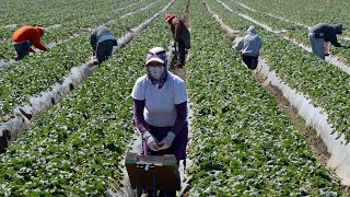 Revealed: What It's Like To Be A Migrant Farm Worker Revealed: What It's Like To Be A Migrant Farm Worker