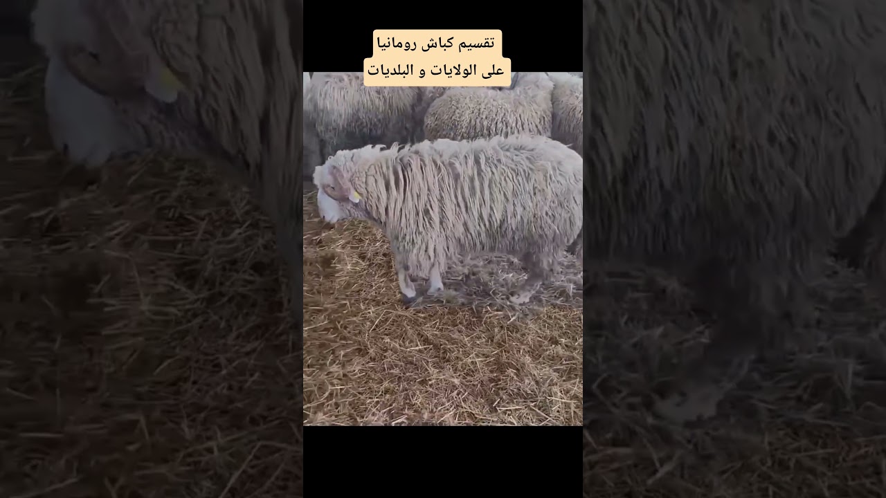 تقسيم كباش رومانيا على الولايات و البلديات 2025