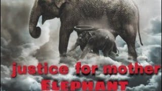 Vignette de la vidéo "Justice for the mother elephant| Amitsingh| prod by depo.|"