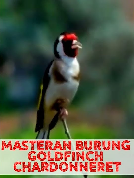 MASTERAN BURUNG GOLDFINCH CHARDONNERET Gacor untuk Masteran 2022 #bird #masteran #burung #gacor