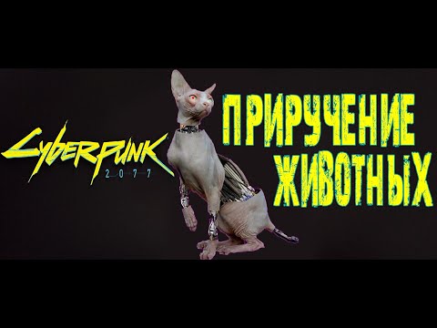 Как найти Кота в Cyberpunk 2077 ➤ Где найти Кошачий Корм в Киберпанк