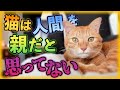 猫はアナタのことを●●と思っています