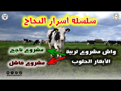 أسرار النجاح 02 طريقة إنجاز و تأسيس مشروع تربية الأبقار الحلوب أو إنتاج الحليب