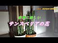 サンスべリアの花...貴重な開花記録　「特ダネ動画」