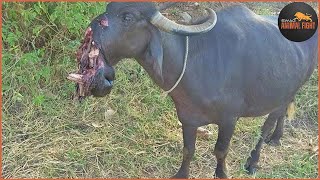 How Buffalo Can Survive When Hungry Crocodile Attacks And Destroys Its Face | Animal Fight screenshot 4