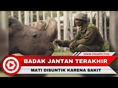 Video: Ini Adalah Badak Putih Jantan Utara Terakhir Yang Tersisa Di Bumi