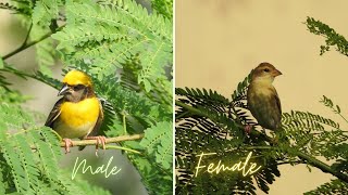 Male and Female Baya Weaver Birds