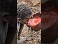 अफ र क क आद व स ल ग ज नवर क ख न प त ह Shortsfeed Tribes Ytshorts Amanzingfacts Hindi अफ र क क आद व स ल ग ज नवर क ख न प त ह Shortsfeed Tribes Ytshorts Amanzingfacts Hindi