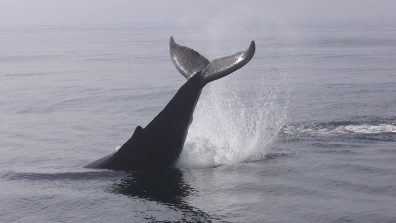 Favorite Whale Images of 2019