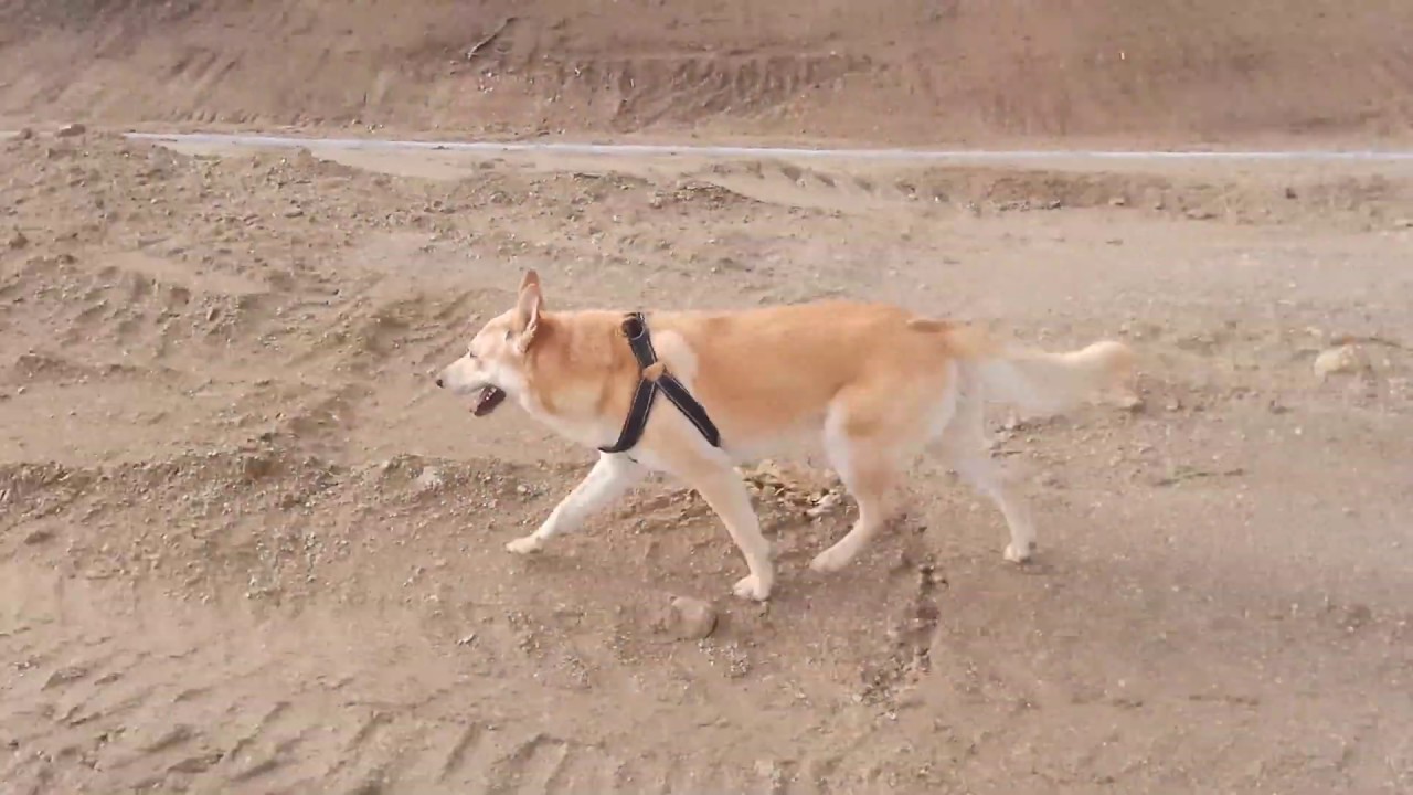 ¿Que fai o Club de Raza Can de Palleiro?