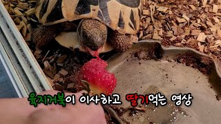 동헤르만 육지거북 새집에서 딸기 먹는 영상
