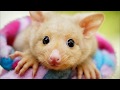 Кузу|Щеткохвост|Kuzu | Brushtail