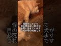この子は目がみえず、さらに足に怪我もある老犬です。それにも関わらず、保護カフェの外にだされたままの状況でした。