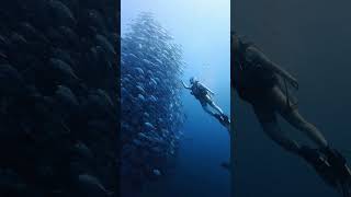 Swimming with a Giant Fish Tornado! 🌪️🐟 // #shorts #scubadiving #viral #underwatervideo
