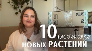 видео: 10 новых РАСТЕНИЙ | РАСПАКОВКА картинка: 10 новых РАСТЕНИЙ | РАСПАКОВКА
