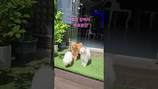 #강아지무료분양 #강아지 #cute