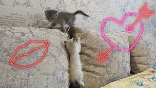 Прощание С Котятами. Мы Будем Скучать По Вам 🐈🐈🐈🐈🐈♥️😿😢😢🐾🐾