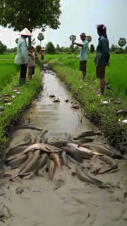 Amazing peaceful rice field full of big fish and crabs. #fishing #primitiveplus #survivalskills